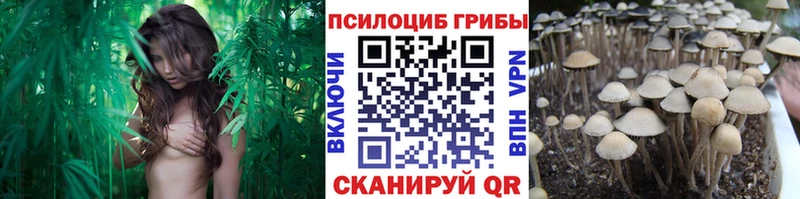 как найти наркотики  Киренск  Псилоцибиновые грибы GOLDEN TEACHER 